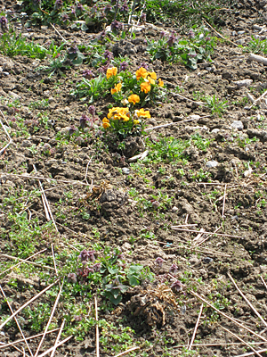 pansy unmulched